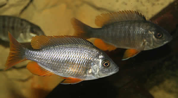 Copadichromis borleyi red fin Kadango female